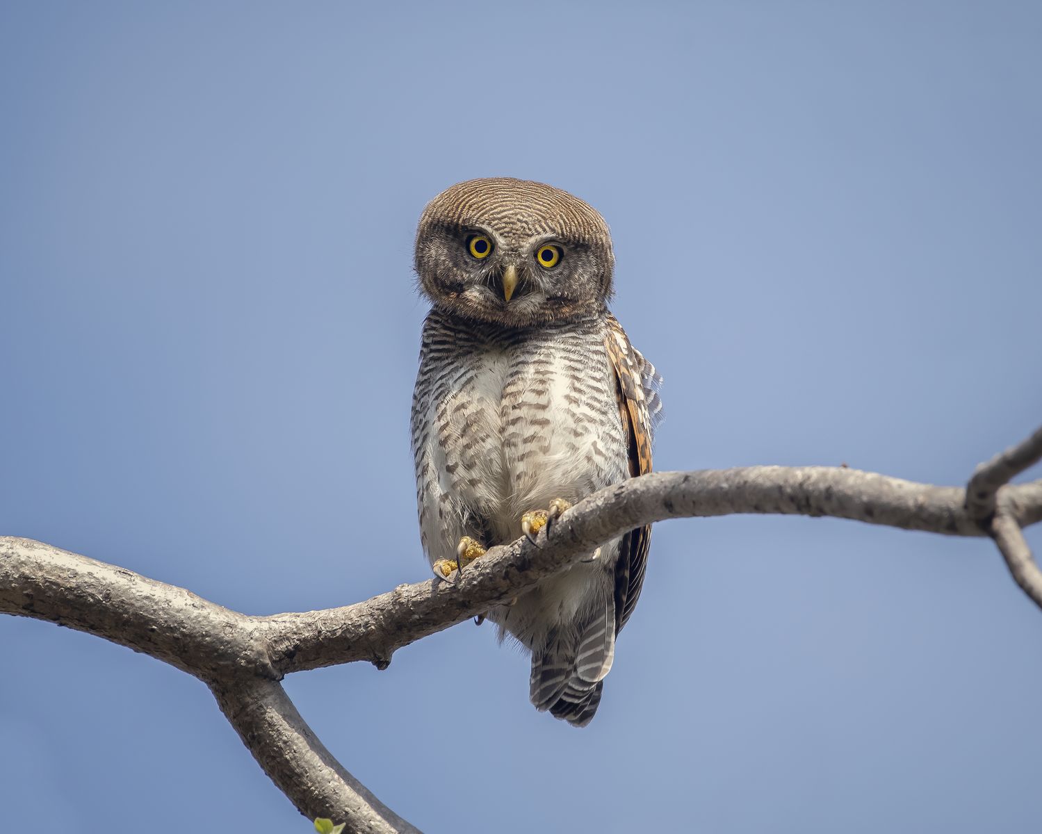 Barred Jungle Owlet (3)